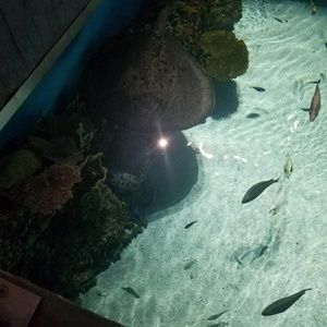 Meet your Posher, Nakisha