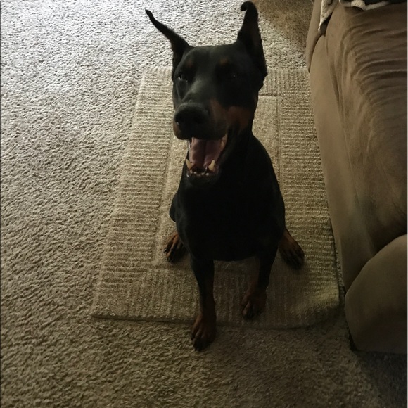 Meet your Posher, Jareese - Picture 1 of 1