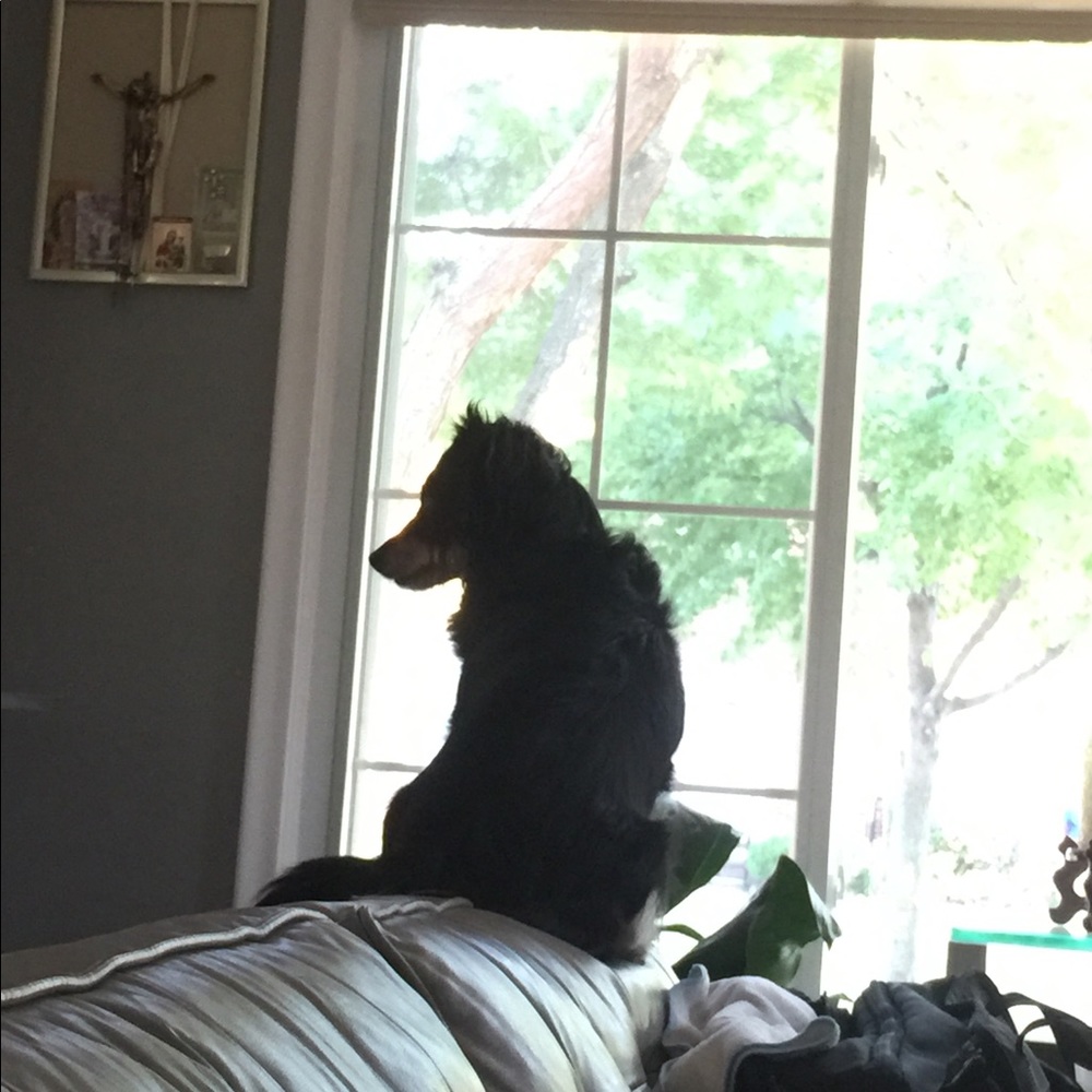 Meet your Posher, Viola