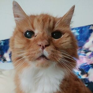 Meet your Posher, Tuvan