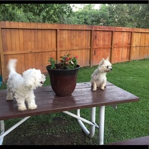 Meet your Posher, Dulce