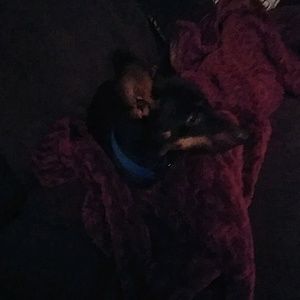 Meet your Posher, Brady