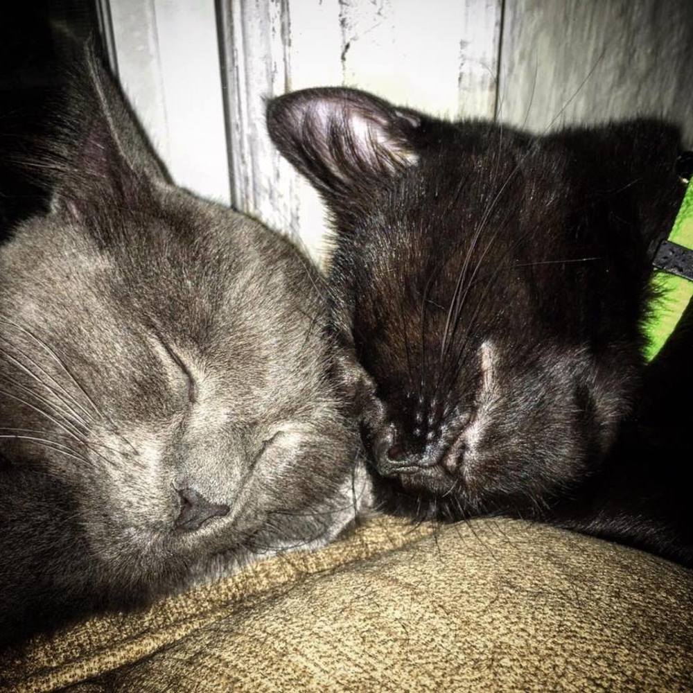 Meet your Posher, Simon.