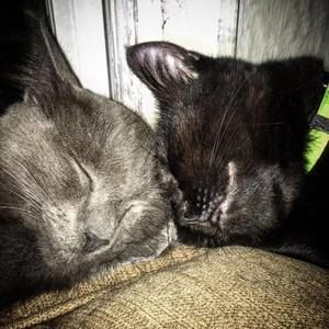 Meet your Posher, Simon.