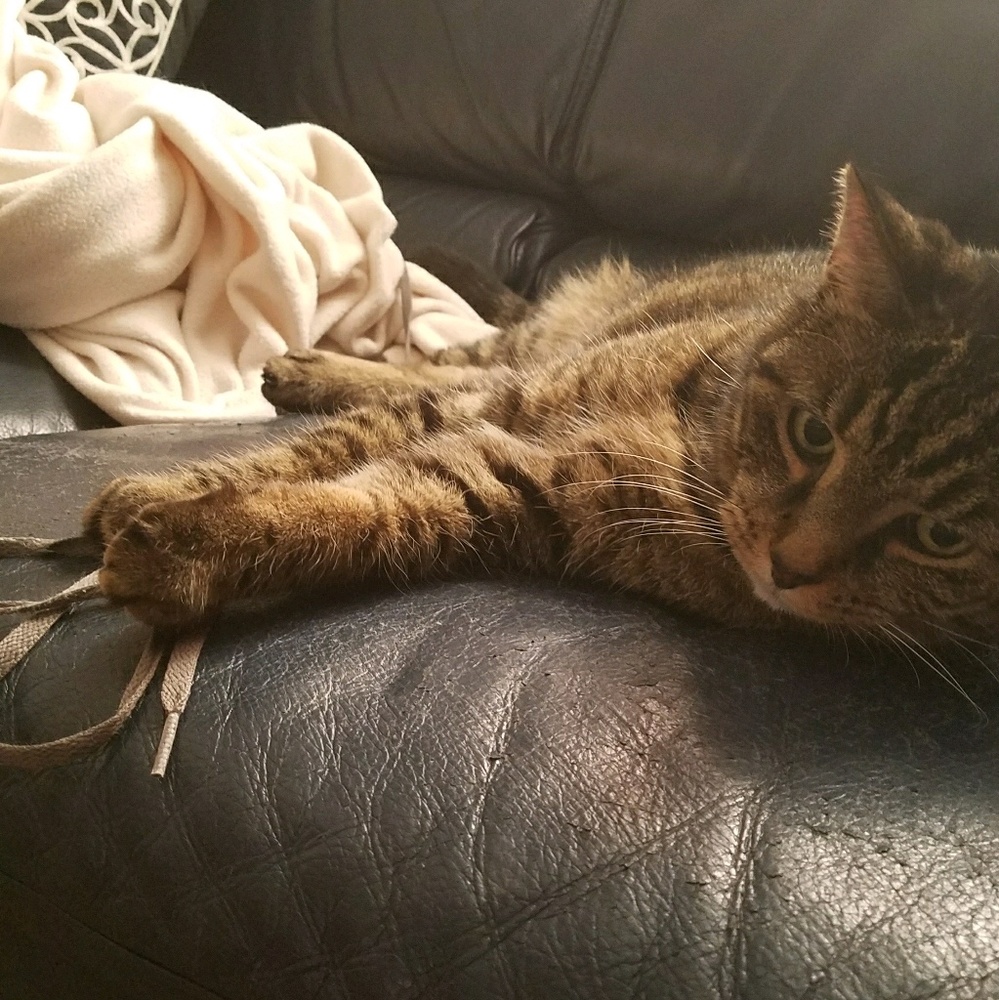 Meet your Posher, Hettie