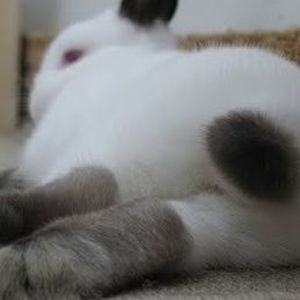 Meet your Posher, Dianne