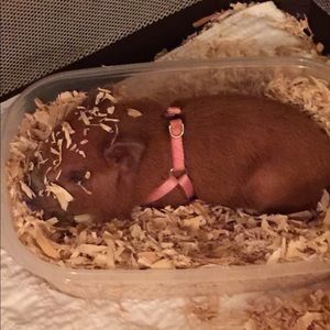 Meet your Posher, Kelley