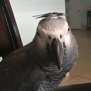 Meet your Posher, Ligia