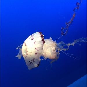 Meet your Posher, Iris