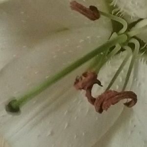 Meet your Posher, Fayth