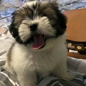 Meet your Posher, Audrey