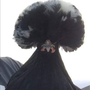 Meet your Posher, William