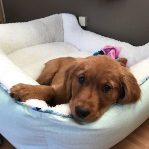 Meet your Posher, Caroline