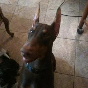 Meet your Posher, Chris