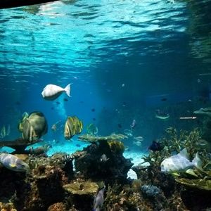 Meet your Posher, Robin