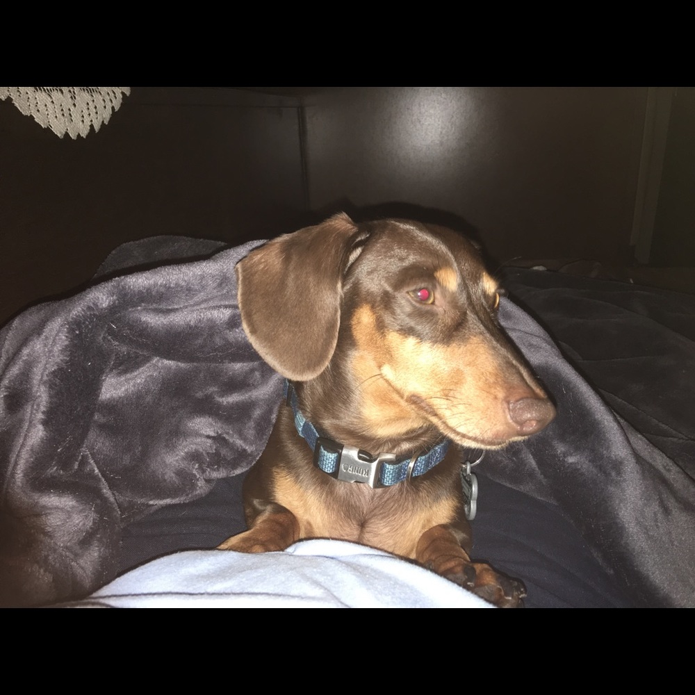 Meet your Posher, Wendy