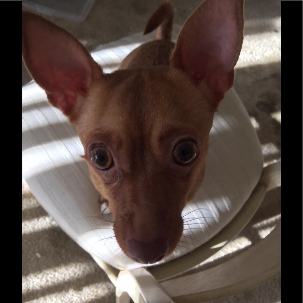 Meet your Posher, Daphne