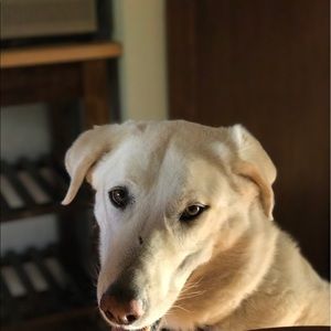 Meet your Posher, Patty