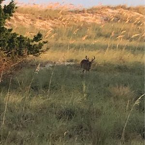 Meet your Posher, Mitzi