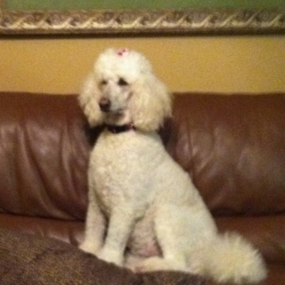 Meet your Posher, Gidgit