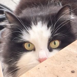 Meet your Posher, Ella