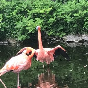 Meet your Posher, Iva