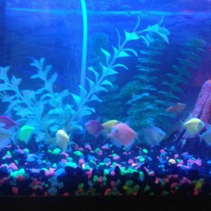 Meet your Posher, Alayna