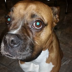 Meet your Posher, Don