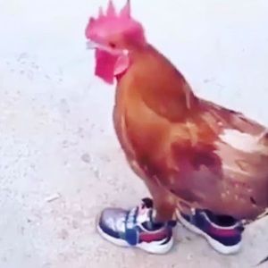 Meet your Posher, Nadia