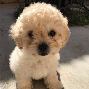 Meet your Posher, Eva