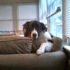 Meet your Posher, Steve