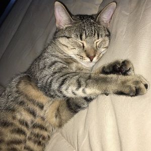 Meet your Posher, Felicia