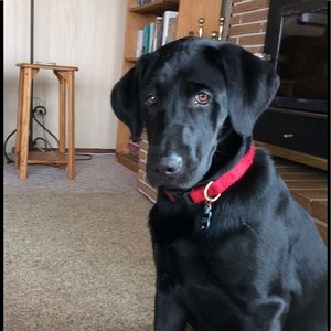 Meet your Posher, Lizzie