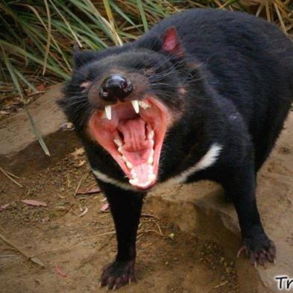 Meet your Posher, Desiree