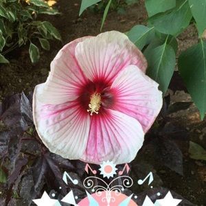 Meet your Posher, Seera