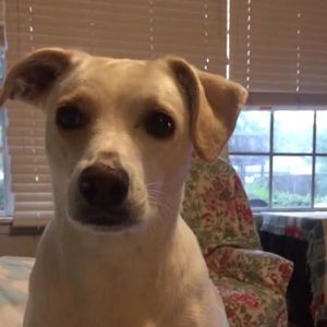 Meet your Posher, Brady