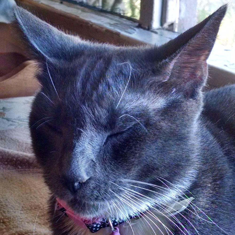 Meet your Posher, Lisa