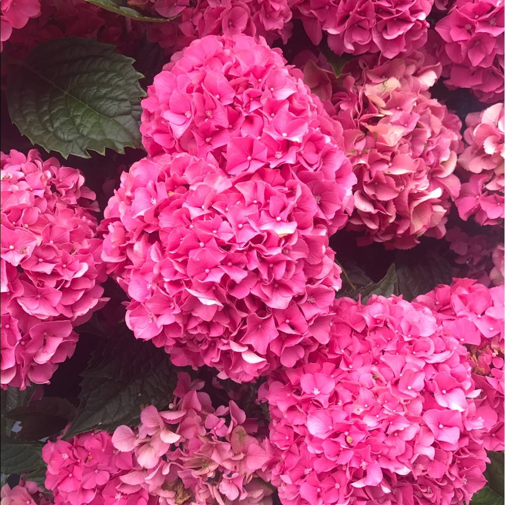 Meet your Posher, Emma