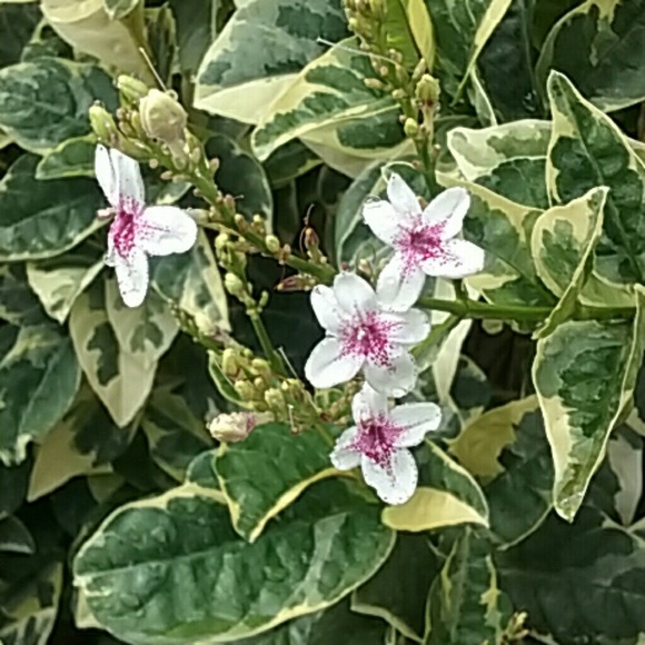 Meet your Posher, Laurie - Picture 1 of 1