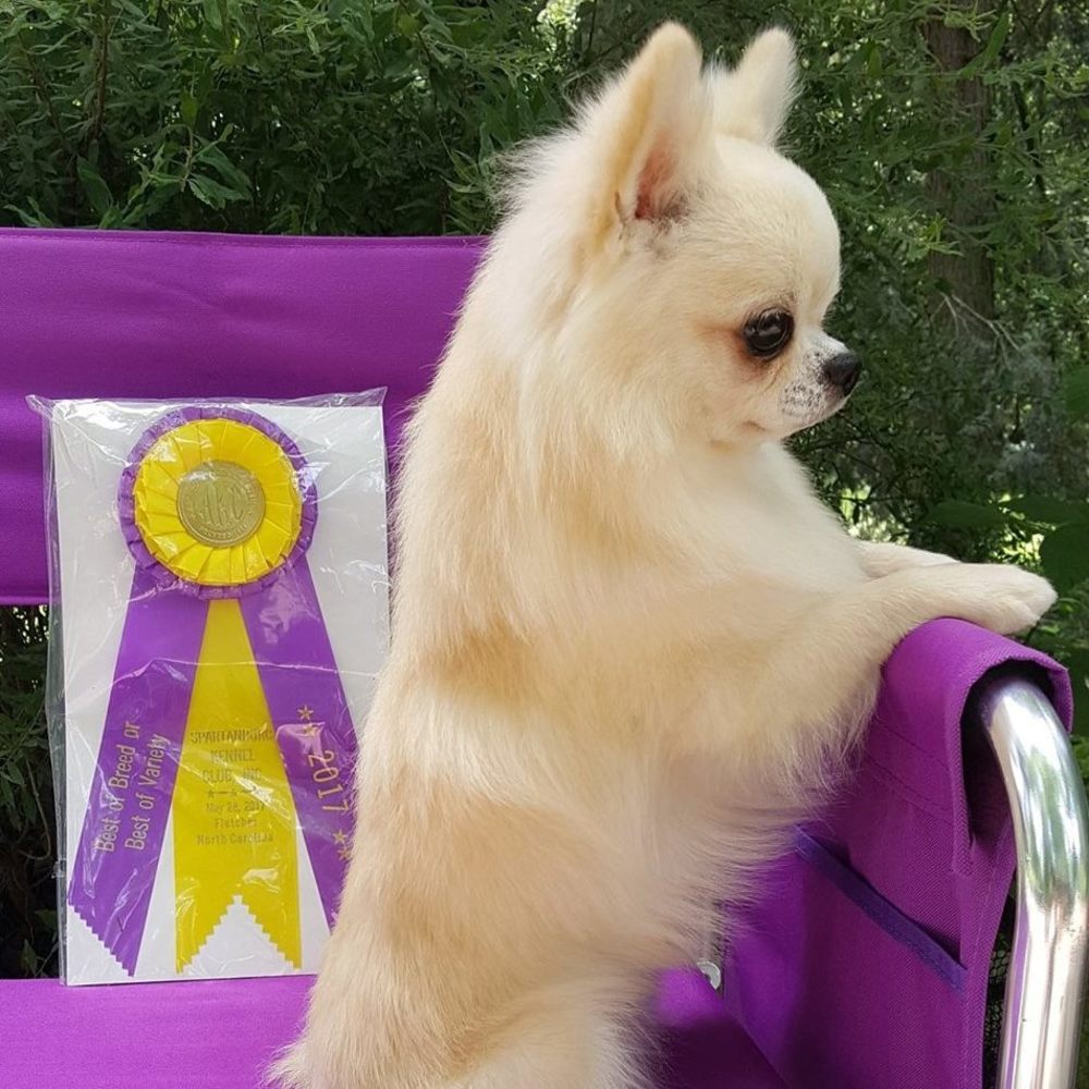 Meet your Posher, Holly