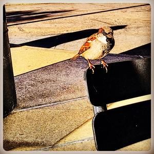 Meet your Posher, Cynthia