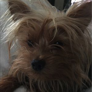 Meet your Posher, Pamela