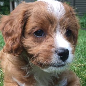 Meet your Posher, Jack