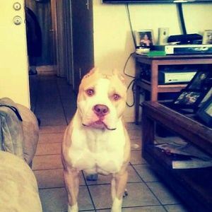 Meet your Posher, Rafael