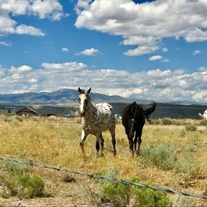 Meet your Posher, Skyler