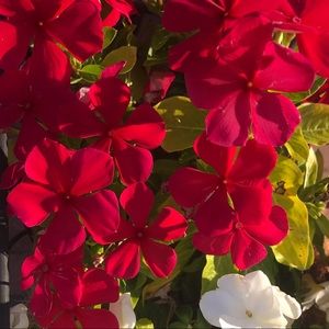 Meet your Posher, Alana