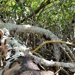 Meet your Posher, Isaac