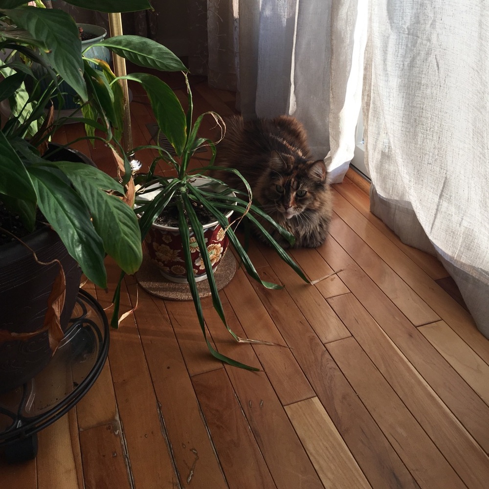 My Other Beautiful Maine Coon Cat; Snickers