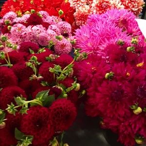 Meet your Posher, Christine