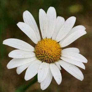 Meet your Posher, Daisy
